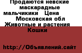 Продаются невские маскарадные мальчикики › Цена ­ 8 000 - Московская обл. Животные и растения » Кошки   